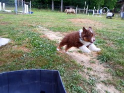 Red Tri Male Super Puppy!