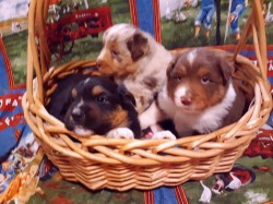 A tisket, a tasket, There's 3 pups in a basket!