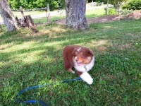 walking on a leash at 7 weeks old.