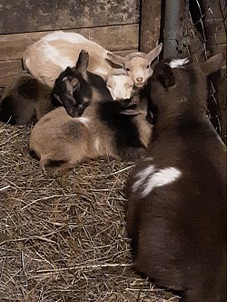 Can you find all 6 baby goats?