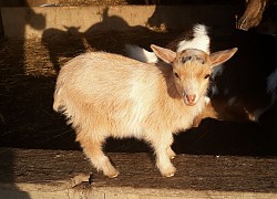 Frosted Pearl warming in the sunshine