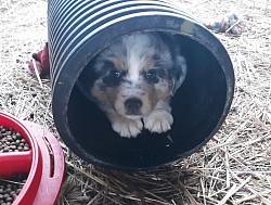 blue merle