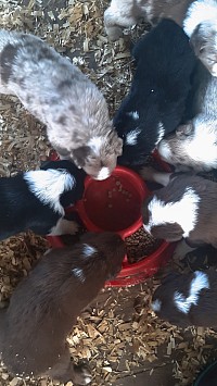 First time eating puppy food!