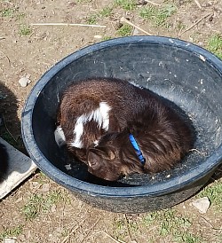 Grain dishes are great napping spots