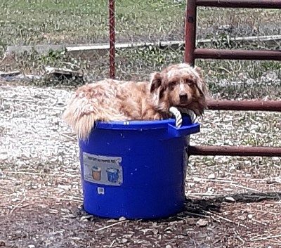 I guess Callie thinks we should've kept the pond.