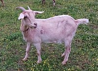 Mini Nubian