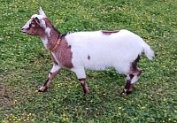 Mini Nubian
