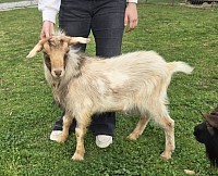 Mini Nubian